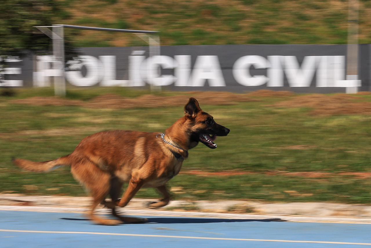 Atualmente são 16 cães da Polícia Civil de Minas Gerais, que atuam por todo o estado