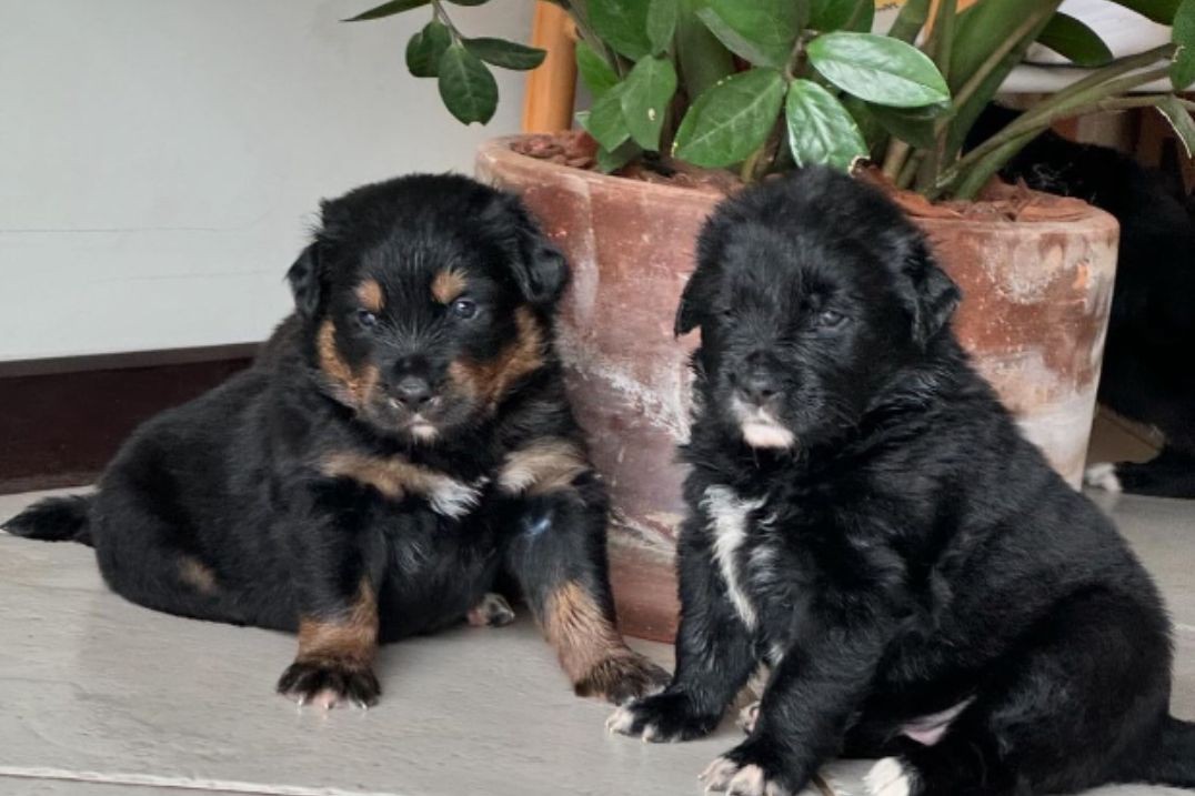 Foto de filhotes de Golden Retriever e Shih Tzu viraliza na web
