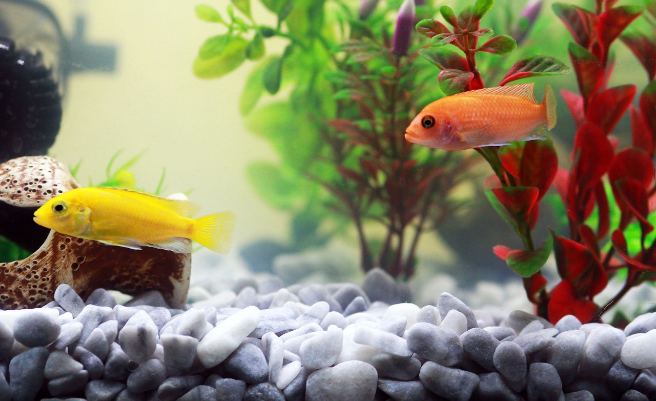 Peixes ideiais para aquários pequenos