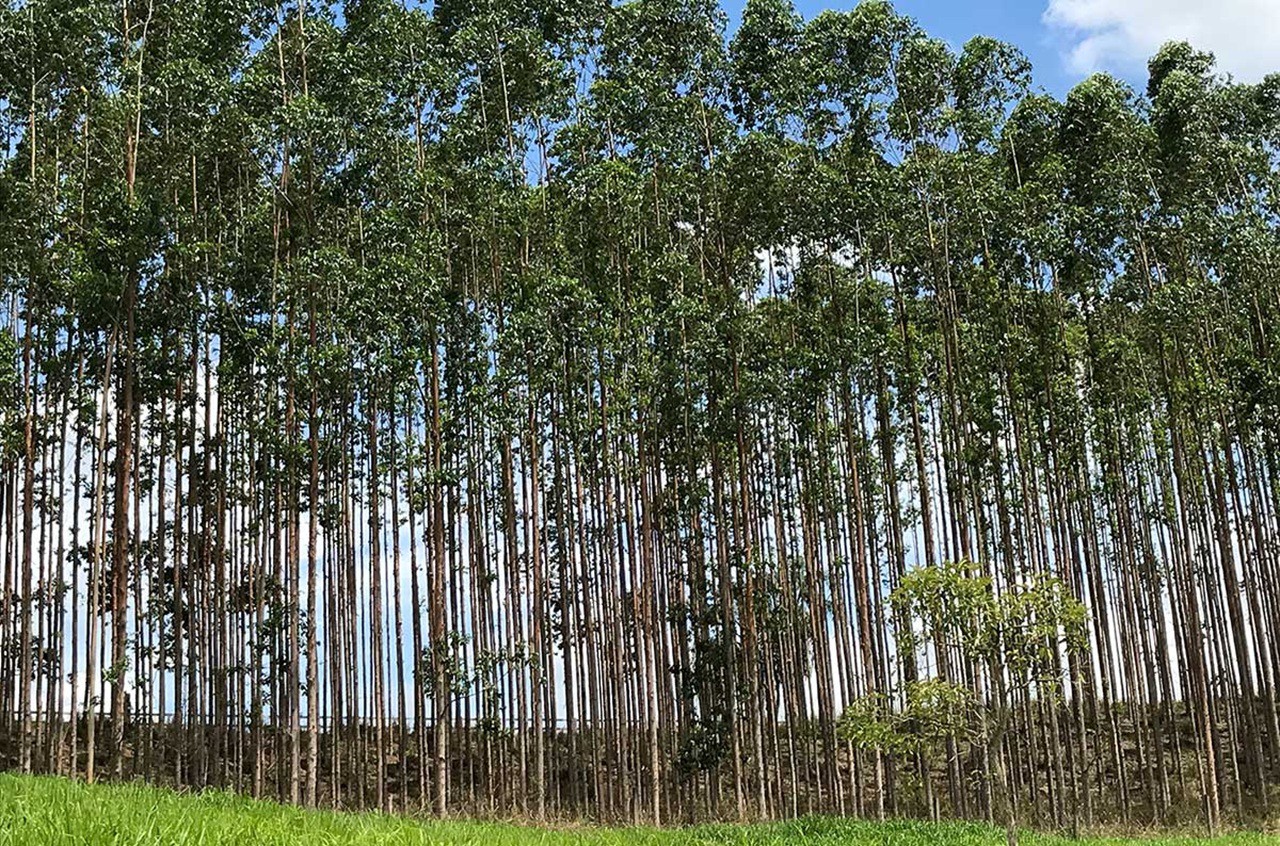 O principal produto do estado é o carvão vegetal, matéria-prima do carvão vegetal, que representou 78,7% do total produzido nacionalmente