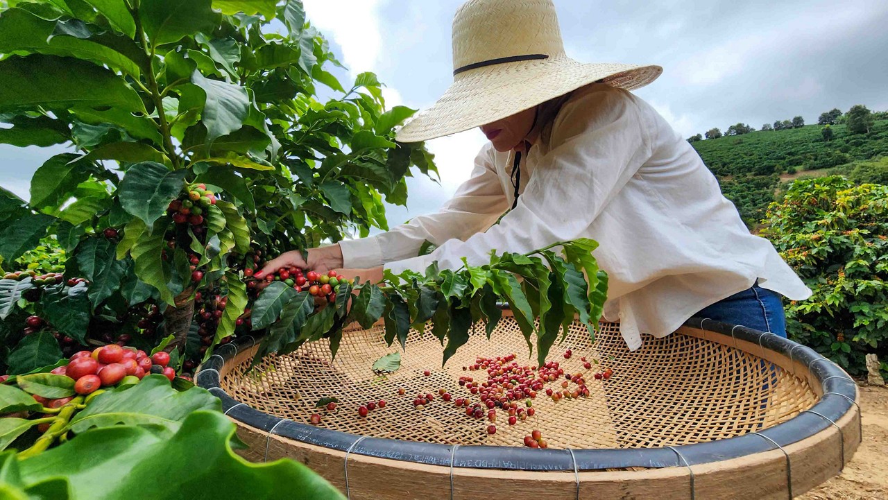 A quebra é significativa para produtores que vêm sofrendo com as safras desde 2020