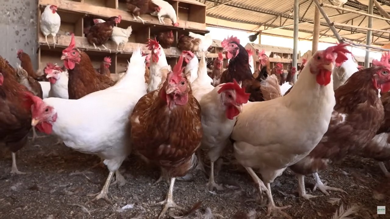 Brasil é o maior exportador de carne de frango do mundo; China é o principal comprador