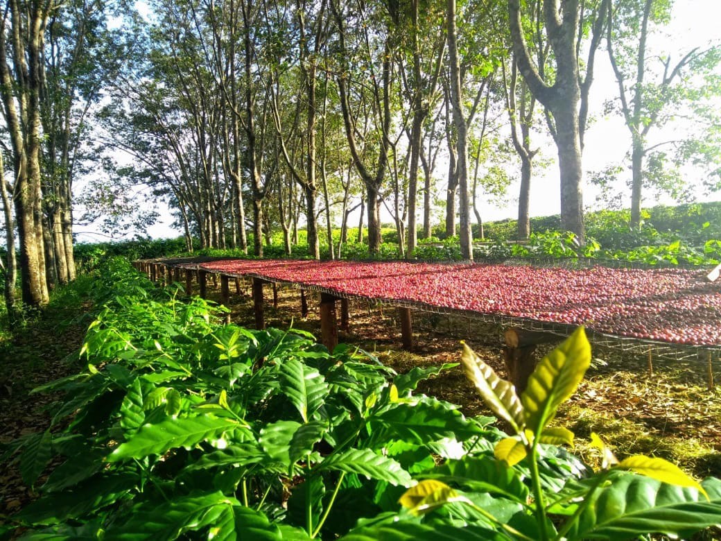 Produção aliada à sustentabilidade já é tendência em Minas