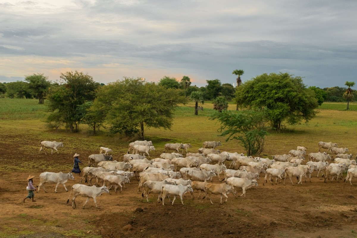 Criação de bois