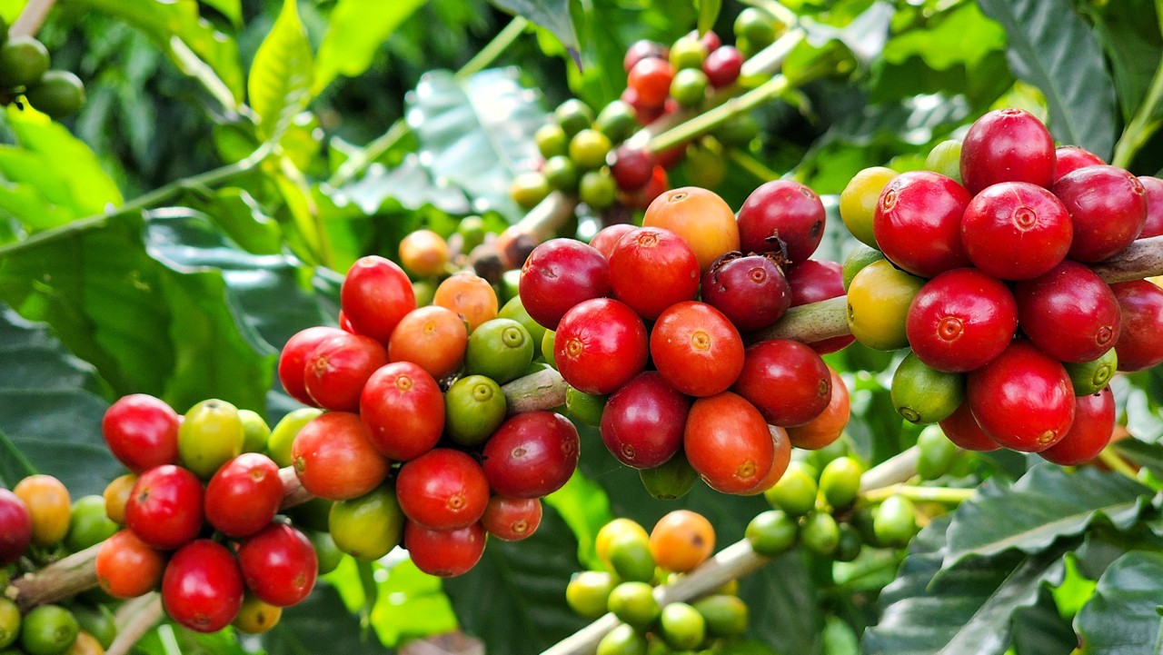 Produtores de café pedem bom senso nas negociações enquanto temem a queda da procura e o aumento dos preços