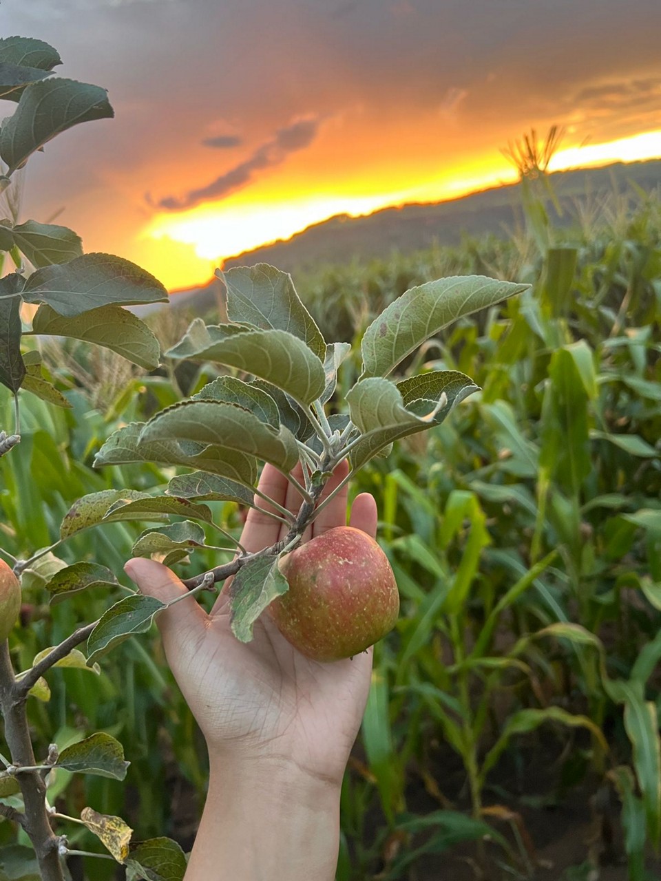 A área plantada, que atualmente é de 7,2 hectares, deve passar para 10,2 hectares no segundo semestre