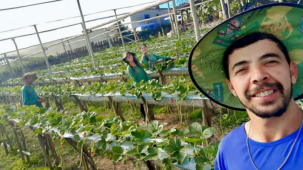 Rodolfo Silva comemora as vendas de morangos com valor maior do que o de 'costume'