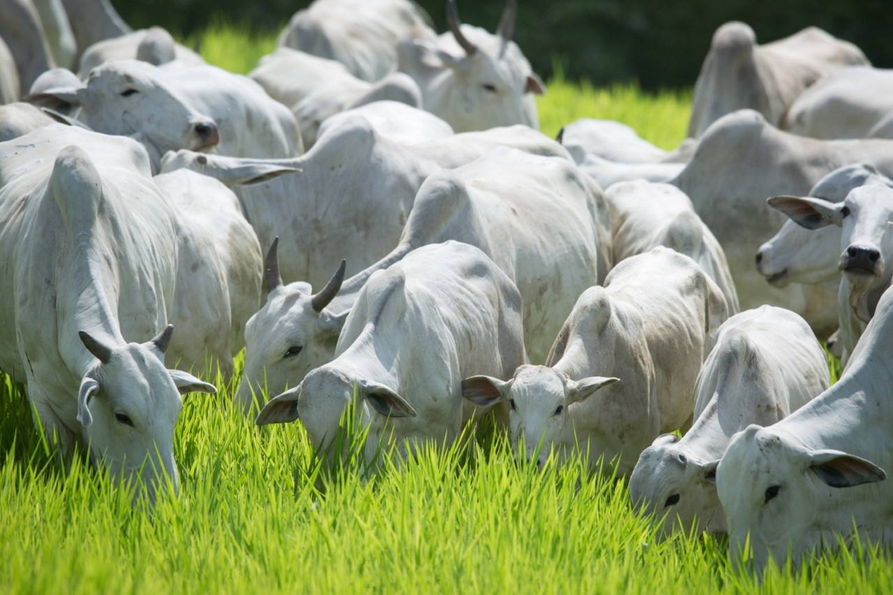 Brasil é o maior exportador de carne bovina do mundo