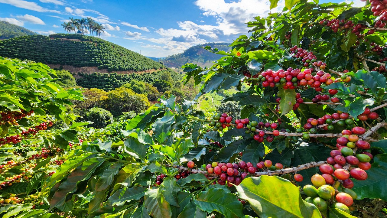 Minas representa cerca de 54% do montante nacional na produção de café