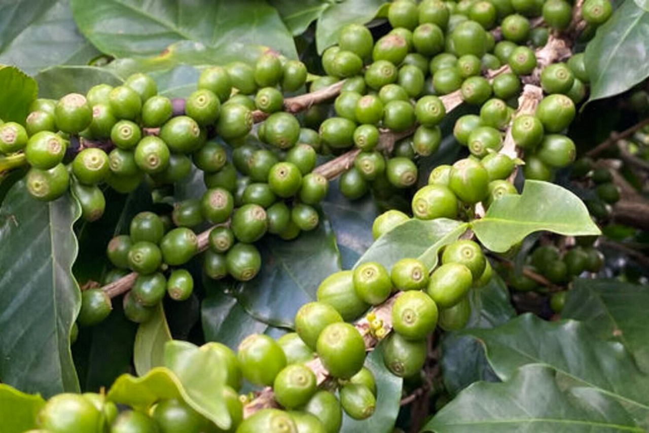 Preço do café dispara e produto vira alvo de ladrões 