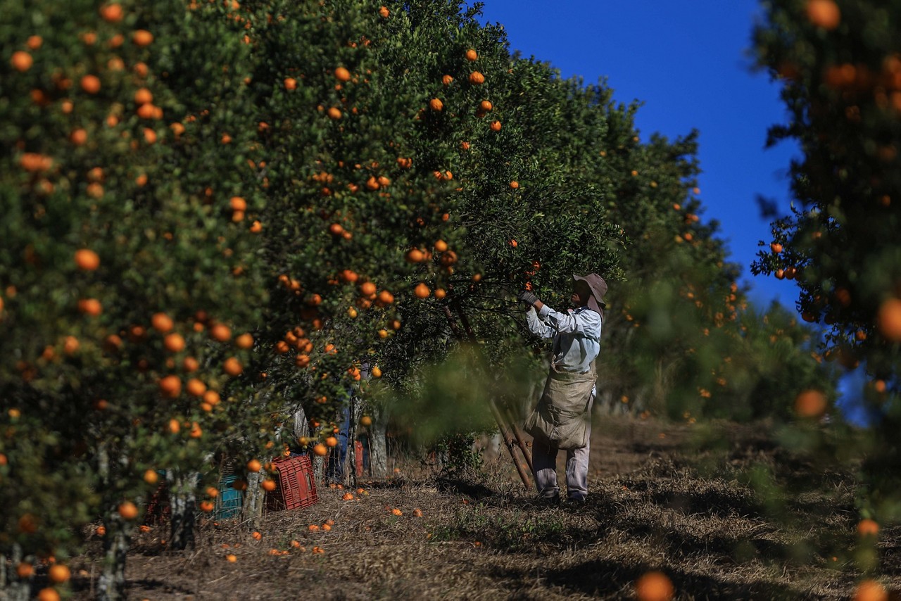 Piedade dos Gerais , MG - Economia - Producao de frutas citricas - Tangerina Ponkan no Sitio Novo. ( Foto : Flavio Tavares / O Tempo )