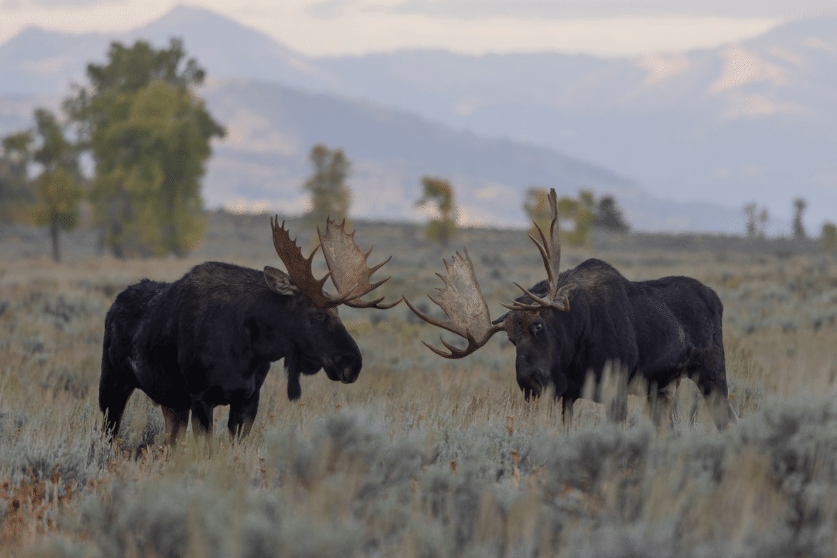 Alces: 8 curiosidades sobre os gigantes das florestas