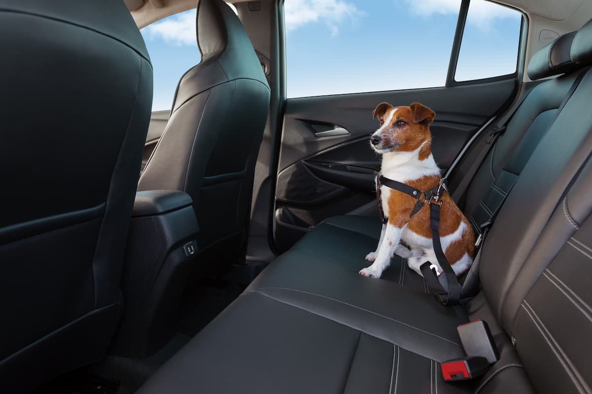 Chevrolet lança serviço de emergência para pets no Brasil