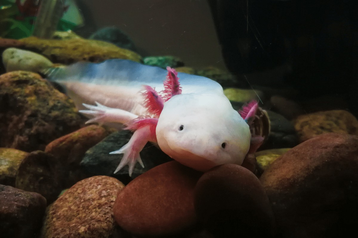 Axolote: 7 curiosidades sobre esse anfíbio