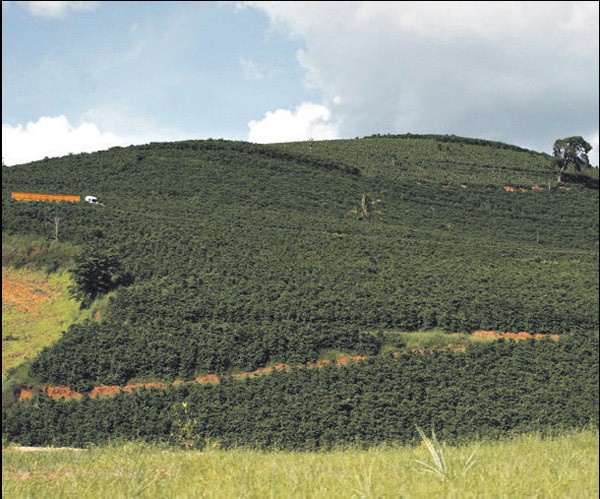Café representou 20% das exportações do agronegócio mineiro