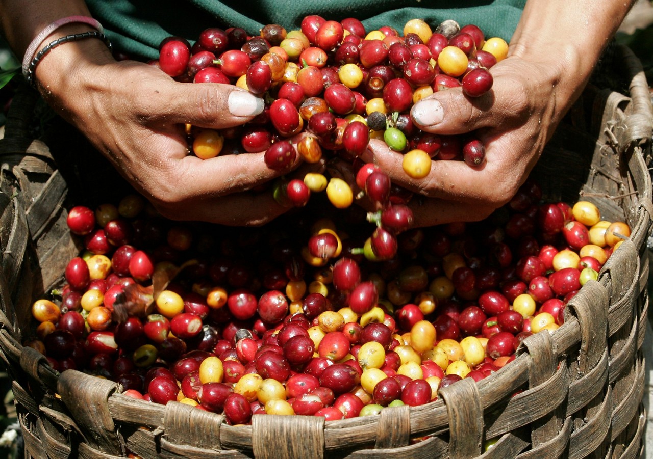 Café puxou a receita do agro para cima neste ano