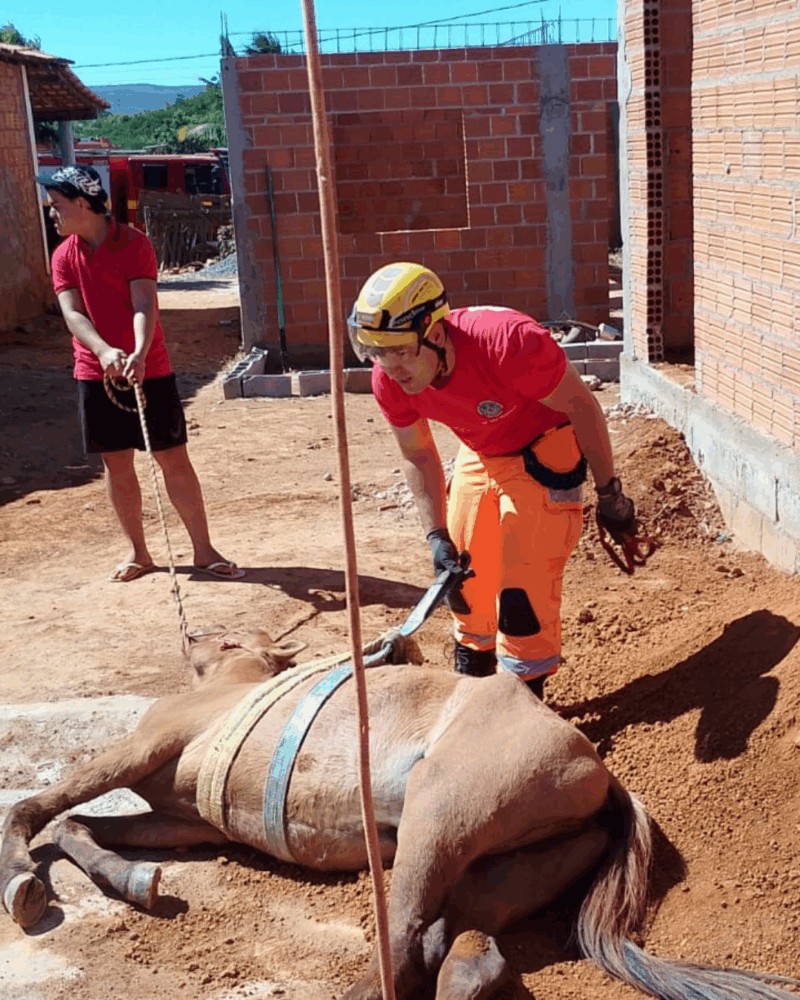 Bombeiros resgatam cavalo que caiu em fossa em Janaúba