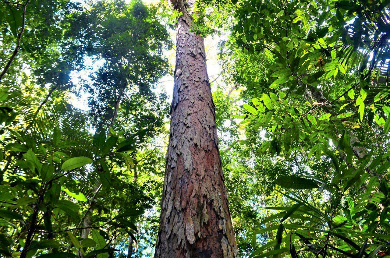 Concurso da OpenAi instiga busca por sítios arqueológicos na Amazônia