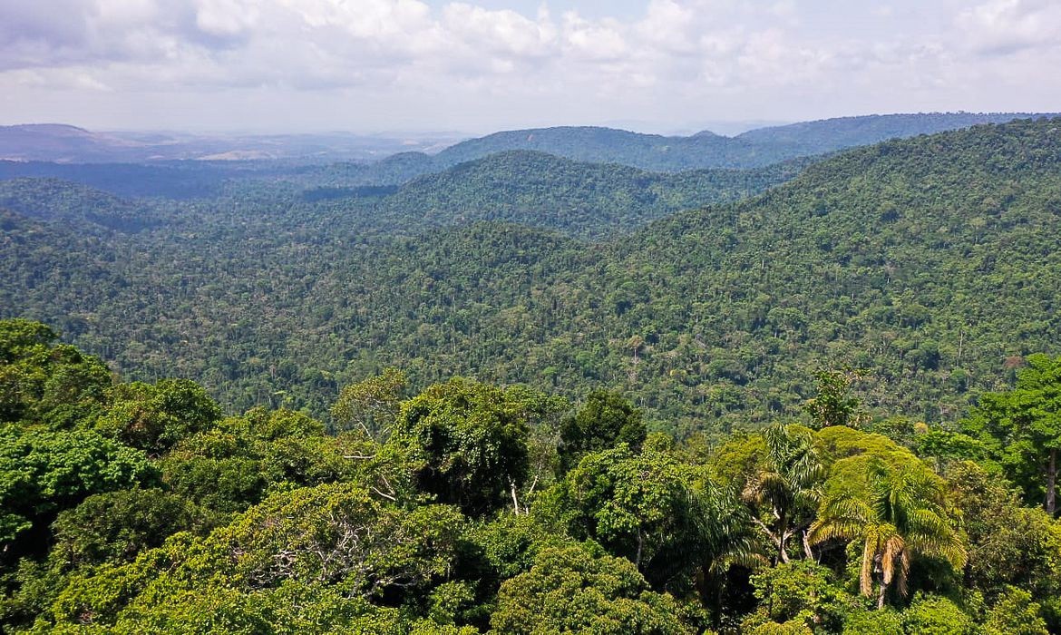 Avião monomotor caiu na parte colombiana da floresta amazônica