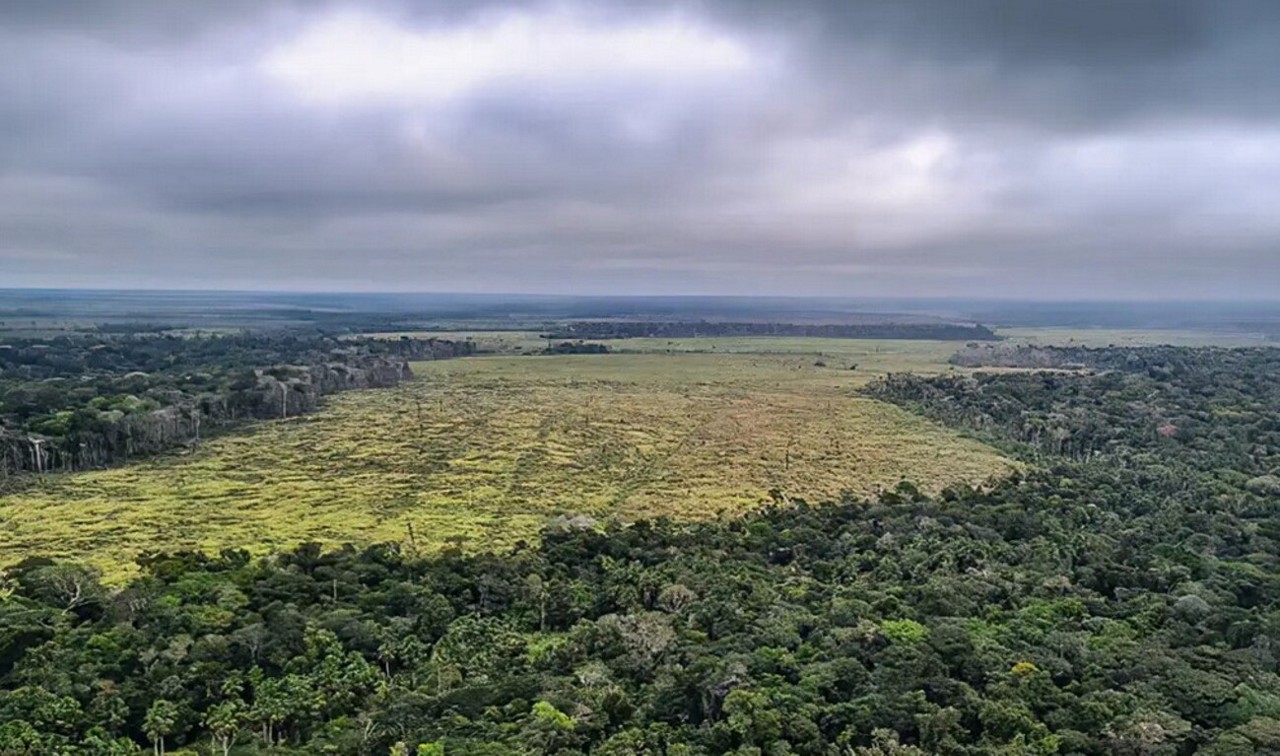 Na comparação entre os dois anos, o Pantanal e o Pampa foram os biomas que apresentaram a maior redução das áreas desmatadas.