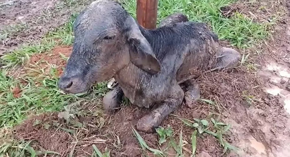 Animais em situação de extremos maus tratos são encontrados em Cunha-SP