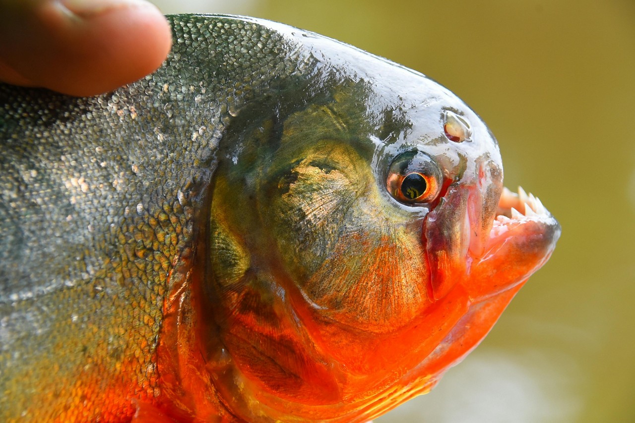 As piranhas atacam principalmente nas áreas com aguapés às margens da represa