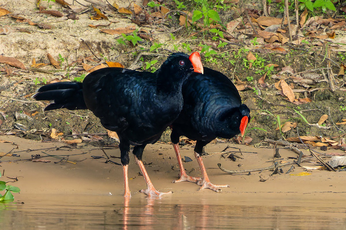 Parque foi fechado após a morte de uma ave da espécie mutum-cavalo (pauxi tuberosa)
