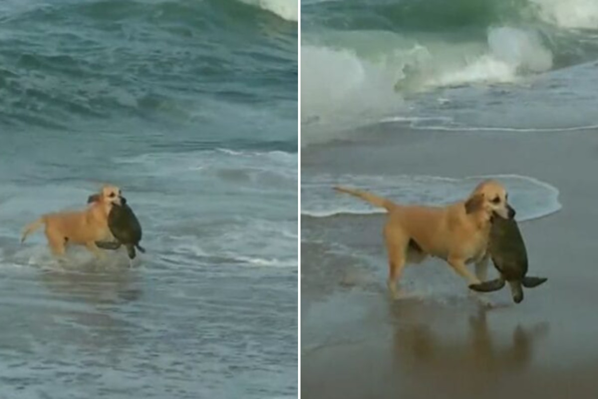 Vídeo mostra momento em que cachorra salva tartaruga com dificuldades para respirar na praia