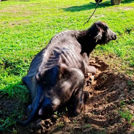 O caso dos animais abandonados teve repercussão nas redes, gerando indignação pela crueldade que atingiu os animais