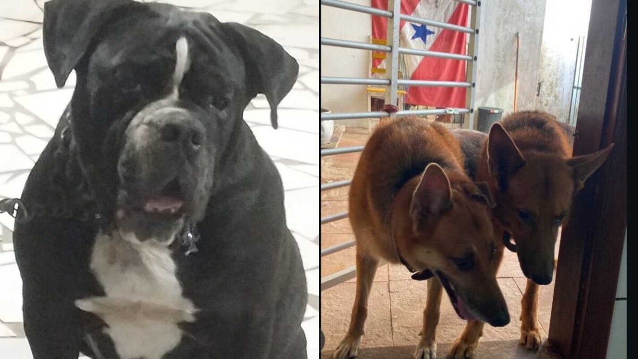 Cães morreram após sair do Pará com destino a Santa Catarina
