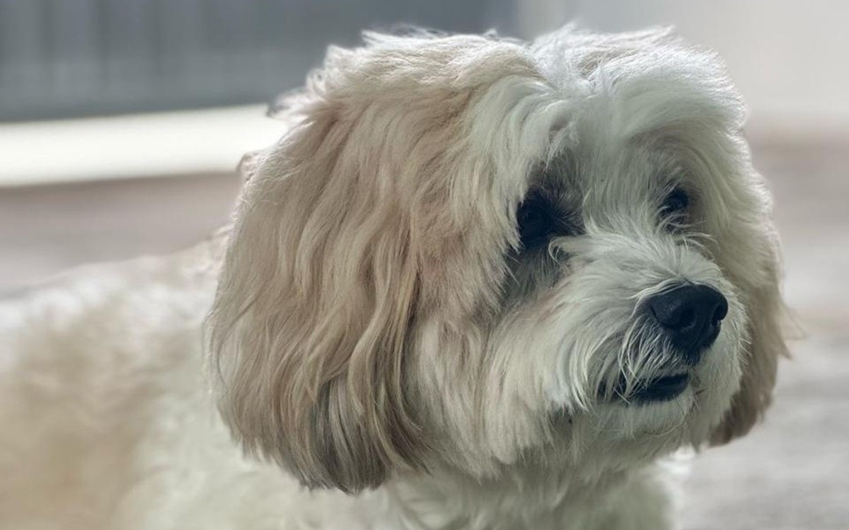 Pelado, como é chamado o animal de estimação, sofreu uma lesão grave após um atendimento em uma clínica