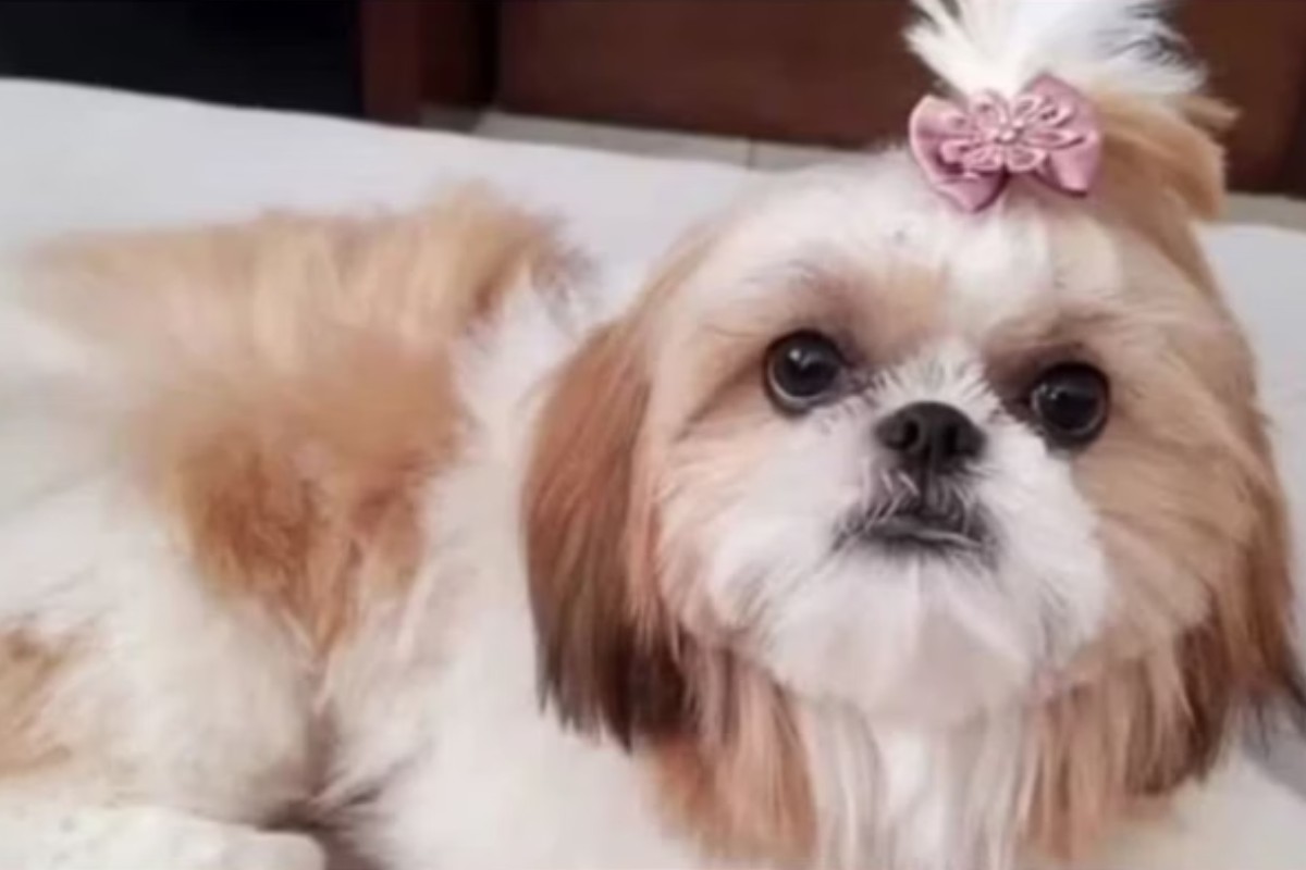 O objetivo da perícia é determinar se o animal também foi envenenado