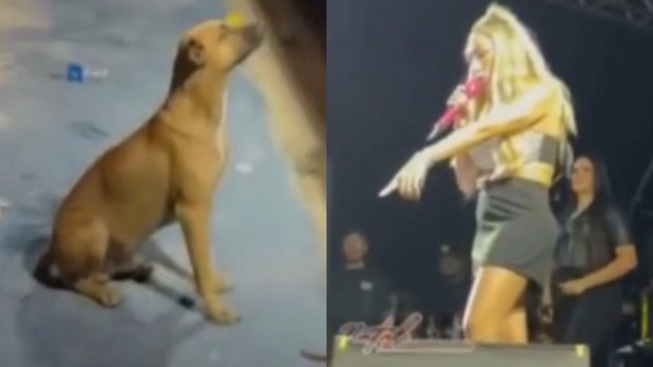Na ocasião, o animal ganhou o carinho da artista