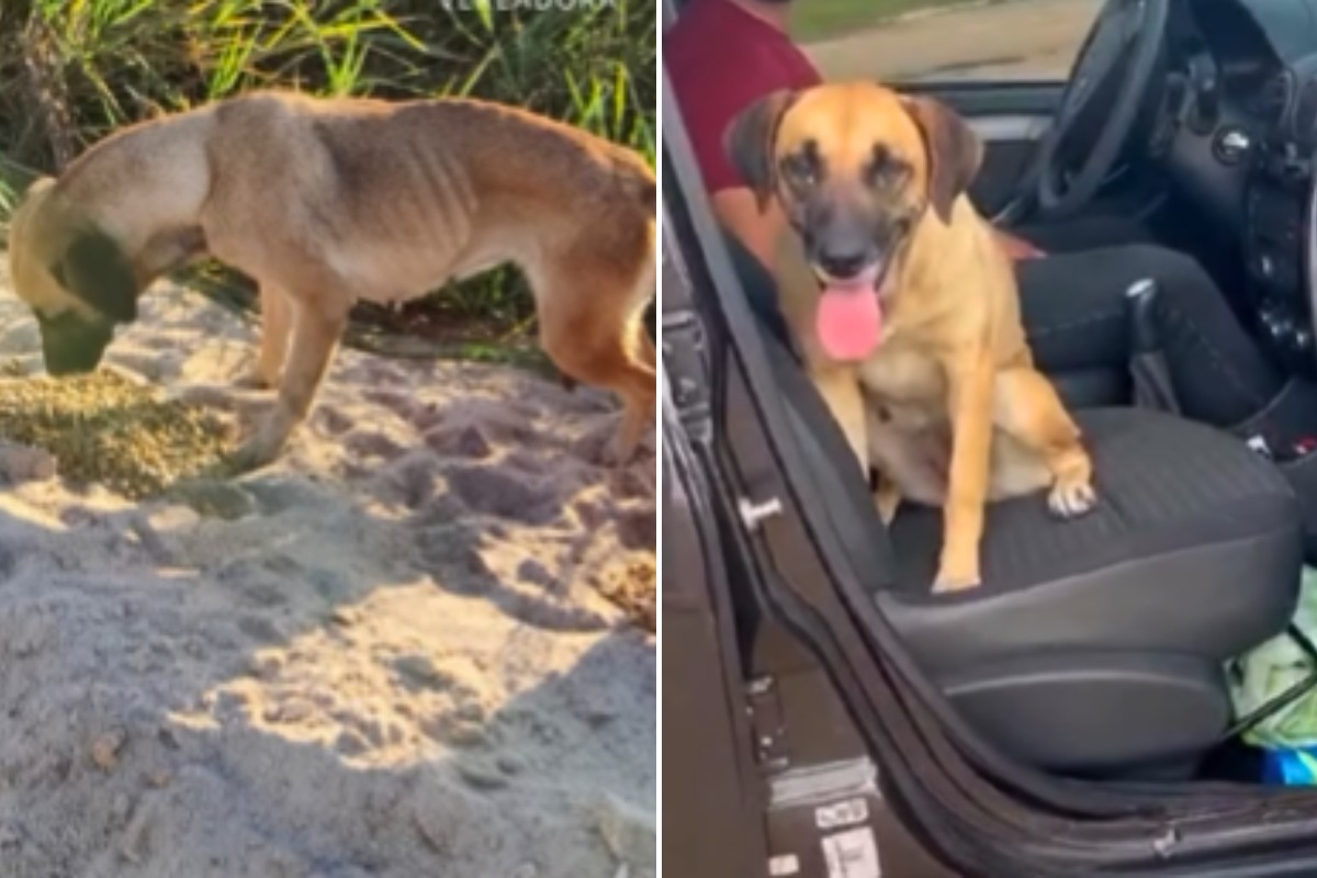 Cadela foi pega na praia desnutrida por vereadora e, após receber cuidados, foi adotada por casal