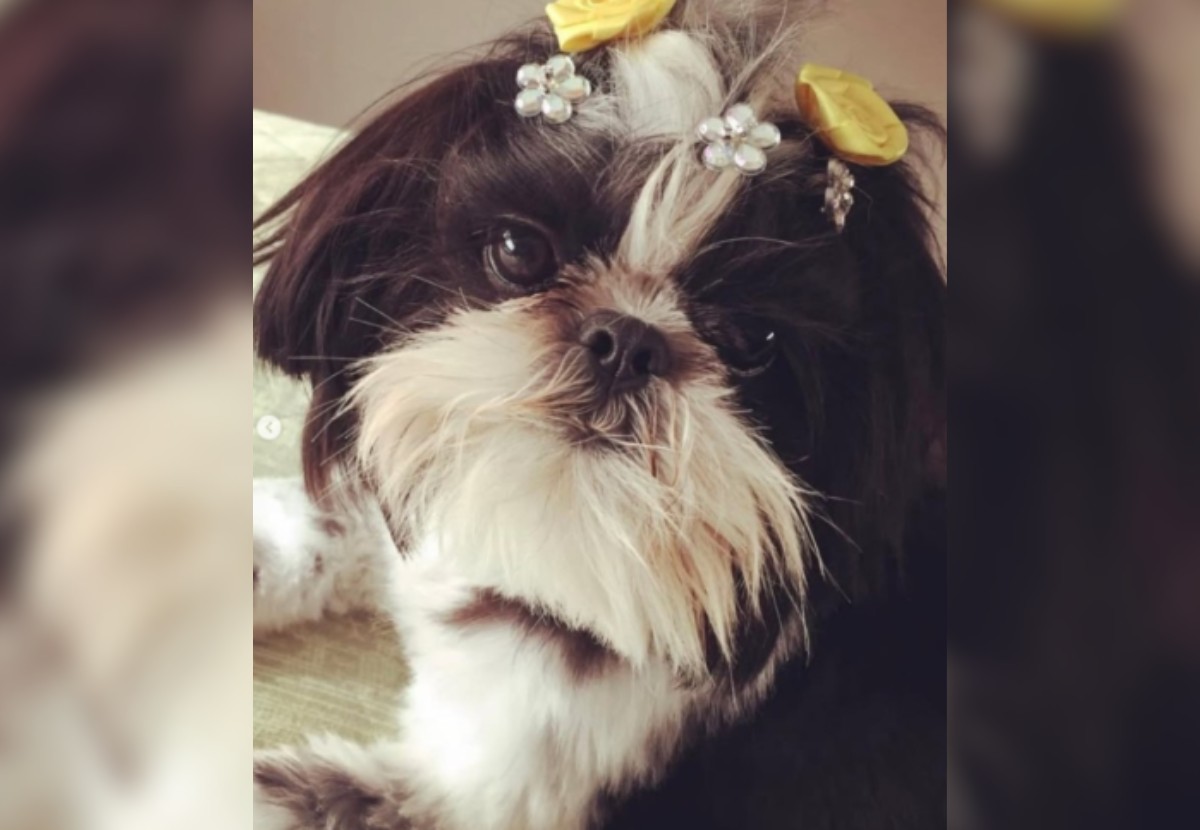 A cachorra foi deixada amarrada pelo pescoço em uma bancada alta e sem supervisão