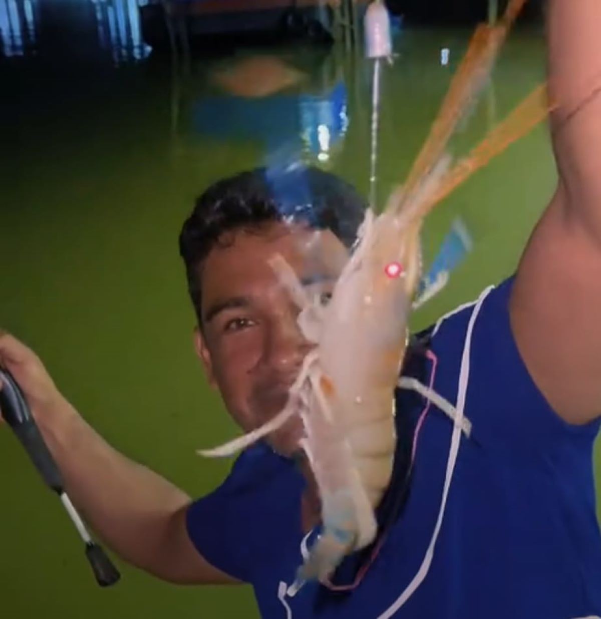 Pescador paraense registrou momento em que pescou camarão gigante