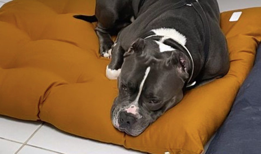 cão morto em voo latam