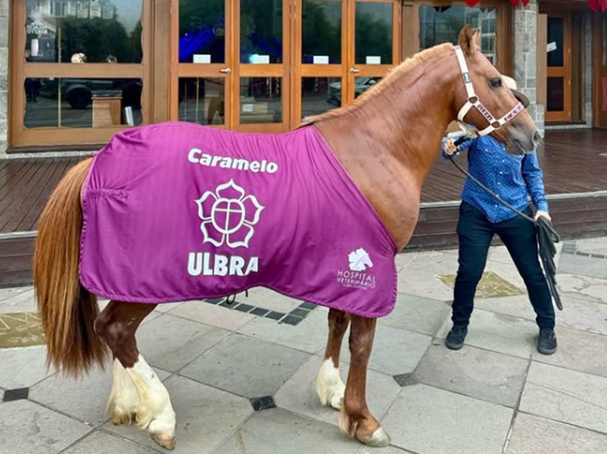Cavalo foi adotado após resgate