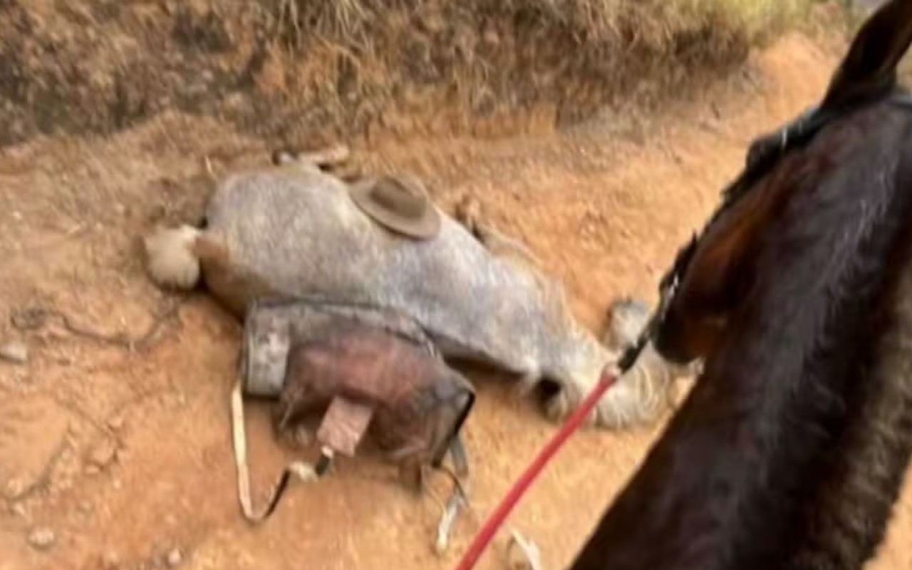 Cavalo é mutilado e morre na cidade de Bananal, interior de São Paulo