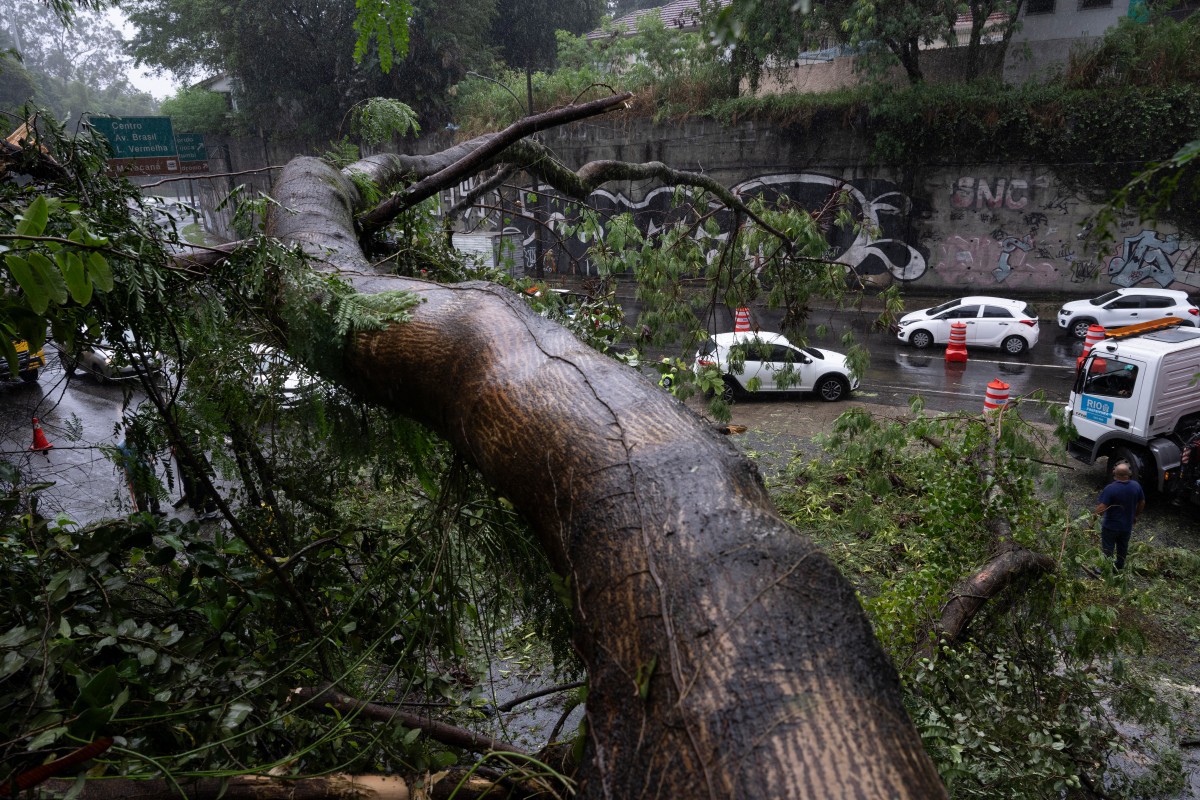 Temporal derrubou uma árvore em Duque de Caxias