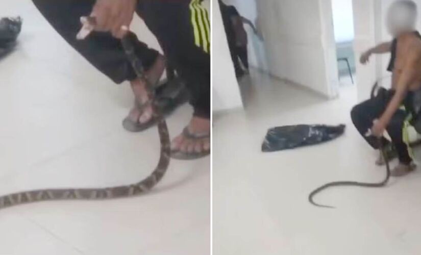 Homem foi picado por cobra durante trabalho e depois levou animal para a UPA