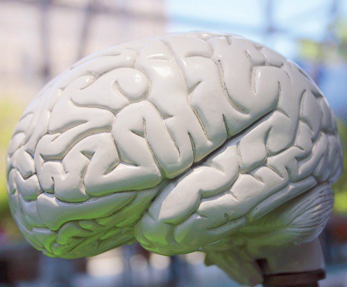 O estudo analisou como genes e proteínas do hipocampo se modificam com o passar do tempo em camundongos