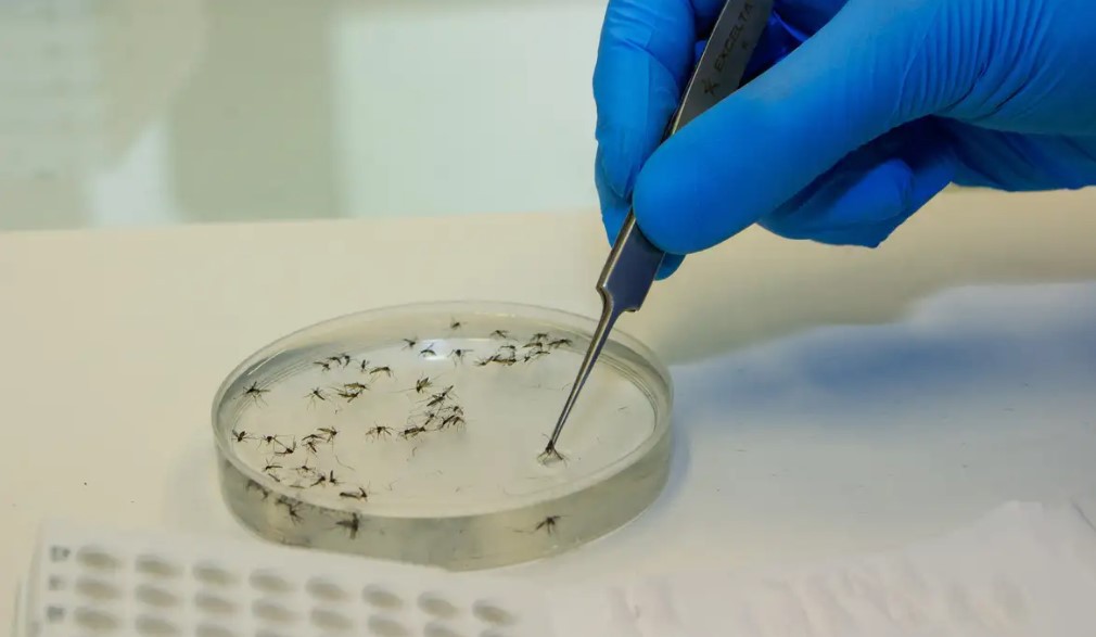 Doença é transmitida pelo mosquito Culicoides paraensis