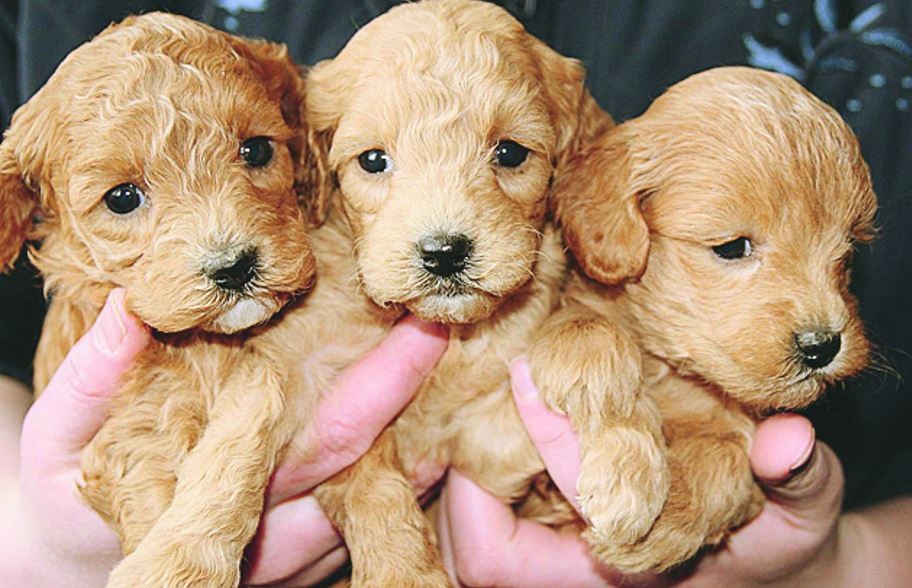 Direito contempla animais domésticos, como cães, e silvestres 