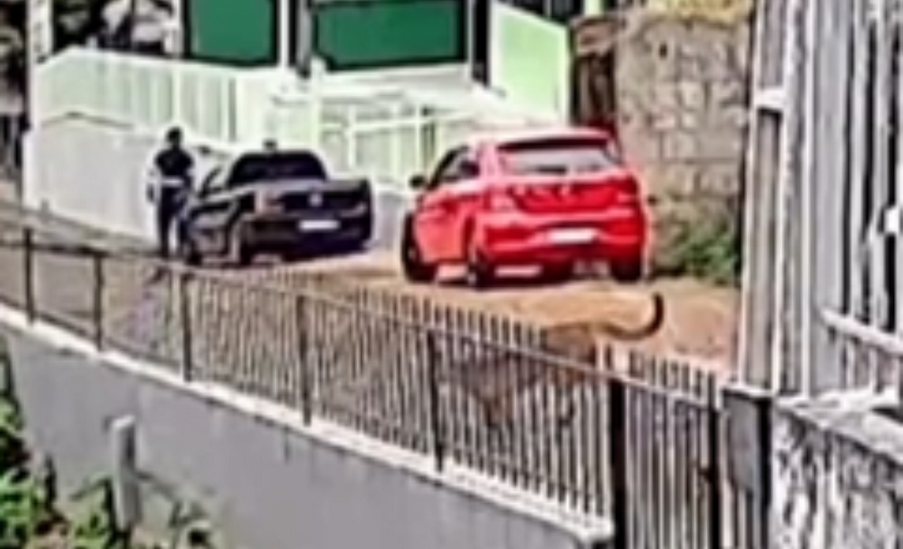 Onça-parda é o maior felino encontrado em Santa Catarina e pode atingir até 1,5 metro de comprimento