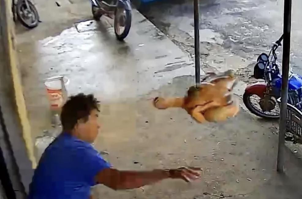 Homem tenta atingir assaltante com frango abatido durante roubo no Ceará