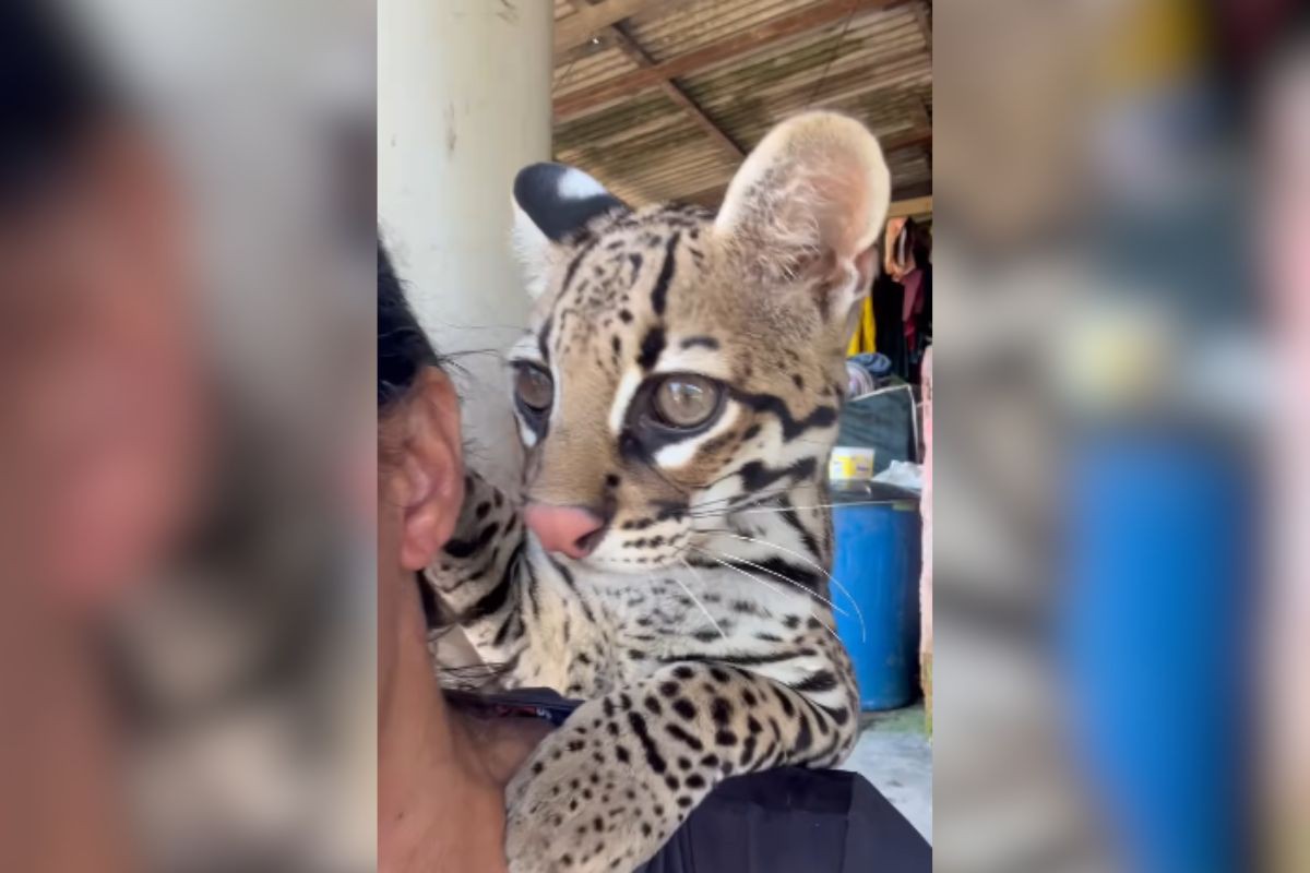 Jaguatirica criada por influencer no Pará