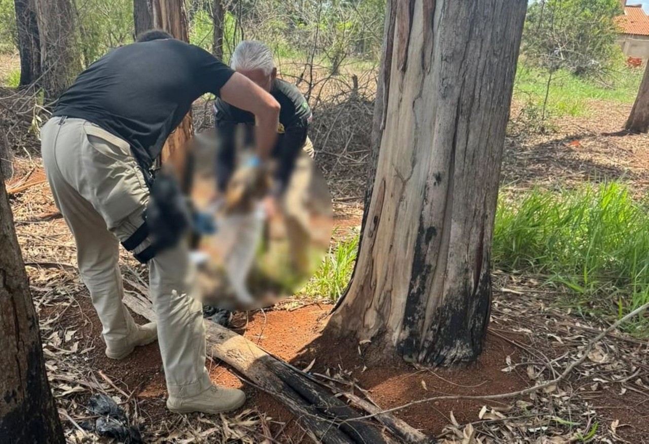 Polícia Civil prende 'serial killer de animais' em Itapetininga