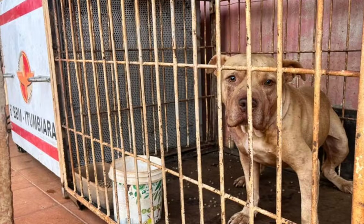 Animal foi imobilizado e conduzido ao centro de zoonoses, onde está em observação