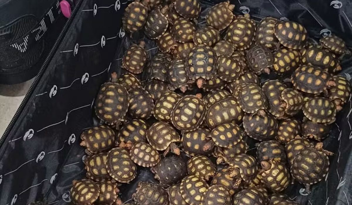 Alguns filhotes acabaram morrendo devido às péssimas condições